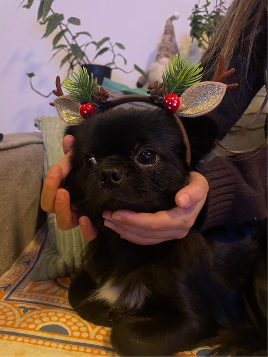 Petsitting e dog walking