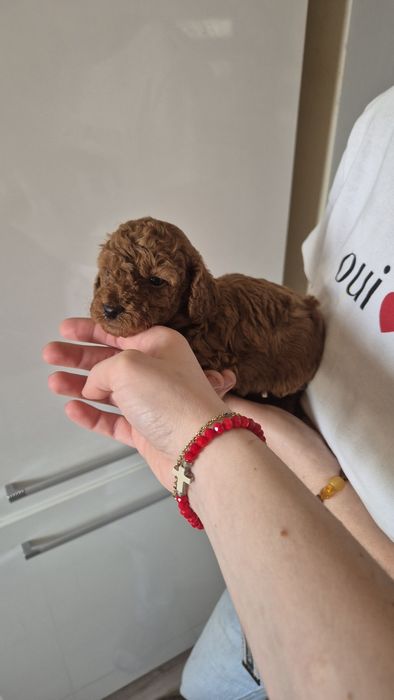 Pudel toy/ mini dziewczynki