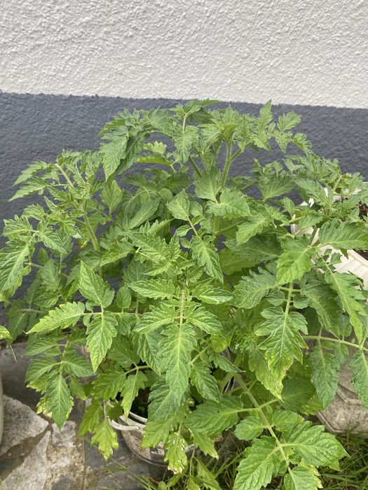 Sadzonki pomidorow  red cherry koralik