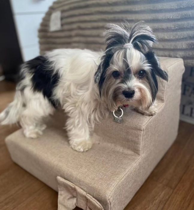 Міні сходинки для собак