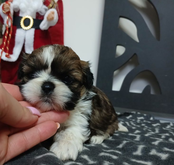 Dziewczynka Shih-tzu z Rodowodem