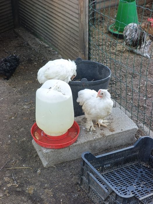 Pekins de Várias Cores