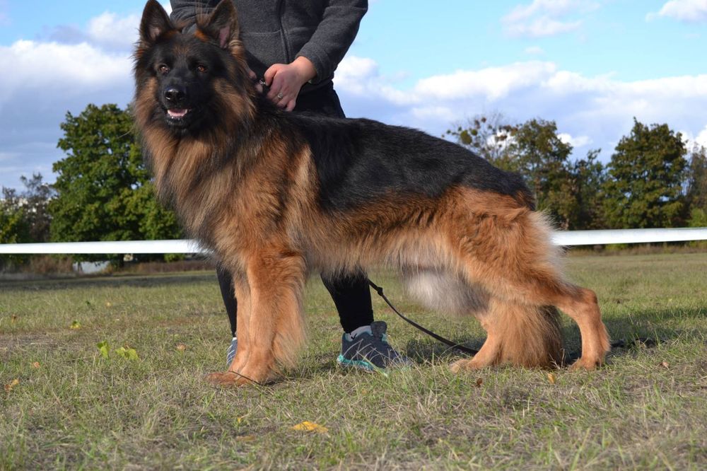 Титулованные кобели!!!