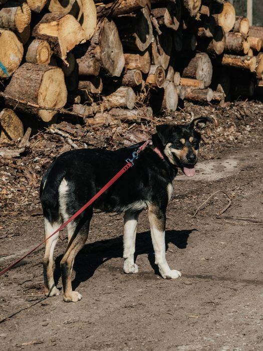 Młoda Pola szuka kochającego domu