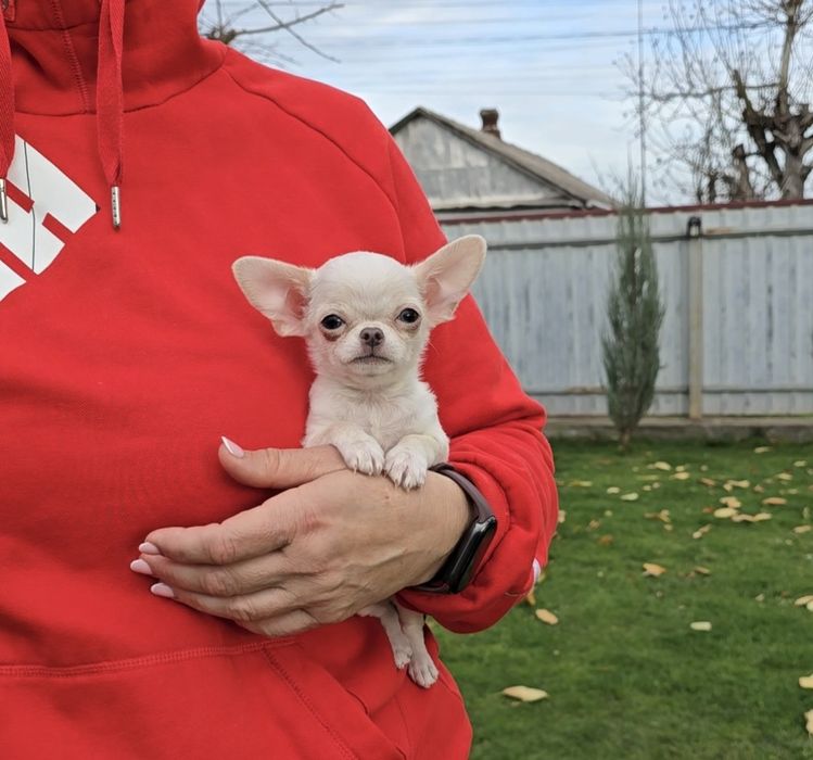 Чихуахуа. Лялькові красунчики.