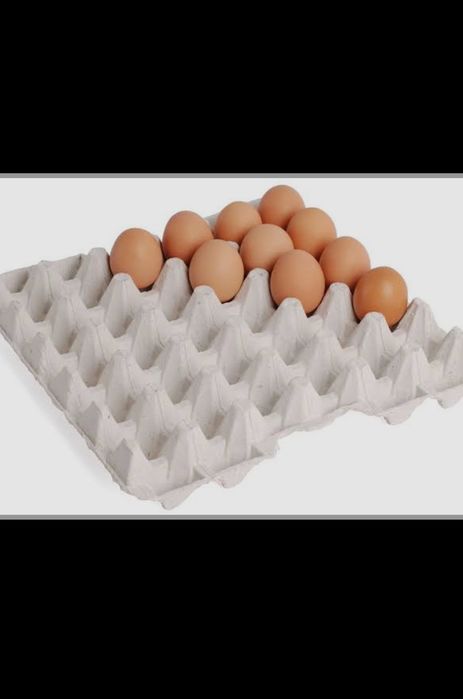 Jajka świerze od kur z wolnego wybiegu