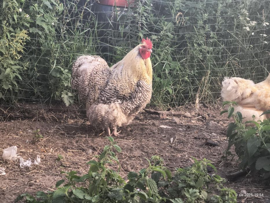 Kury rasy Orpington