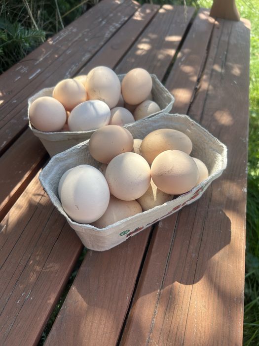 Swojskie jaja kurze