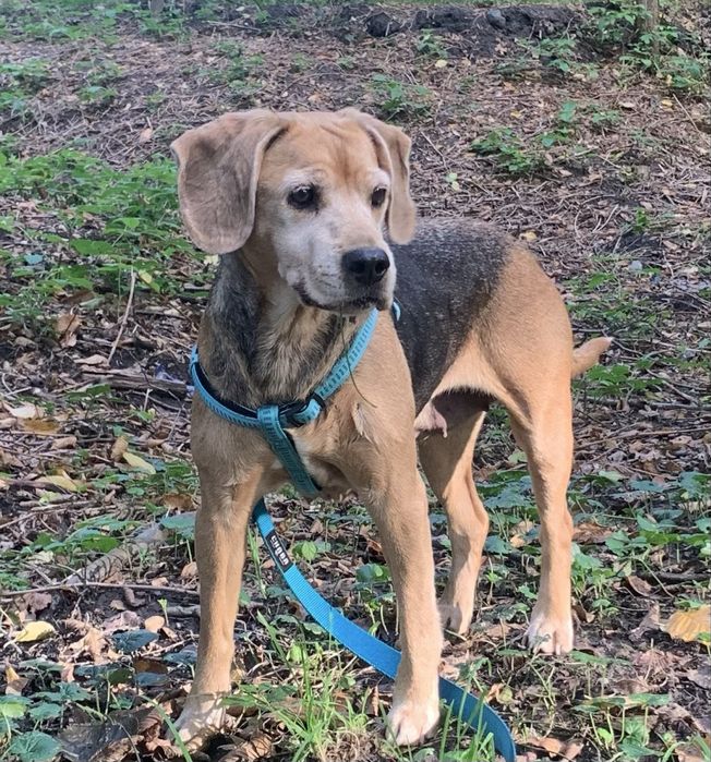 PILNIE potrzebny dom dla starszej, łagodnej suni a'la beagle