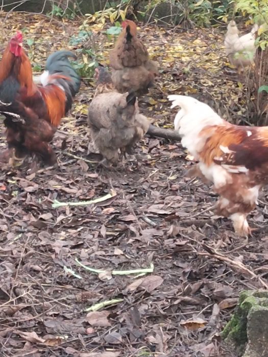 Ovos Galados (caseiros)