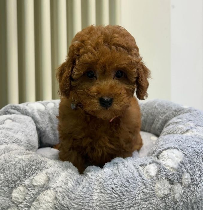 Хлопчик дуже гарний малюк