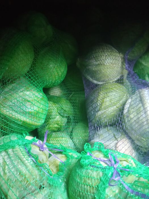 Капуста  агресор