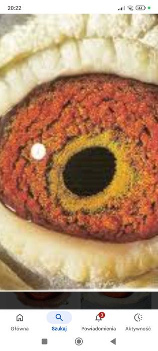 Obrączki dla gołębi Super