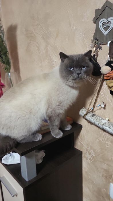 Вязка кошек !Шотланский Скотишь Страйт