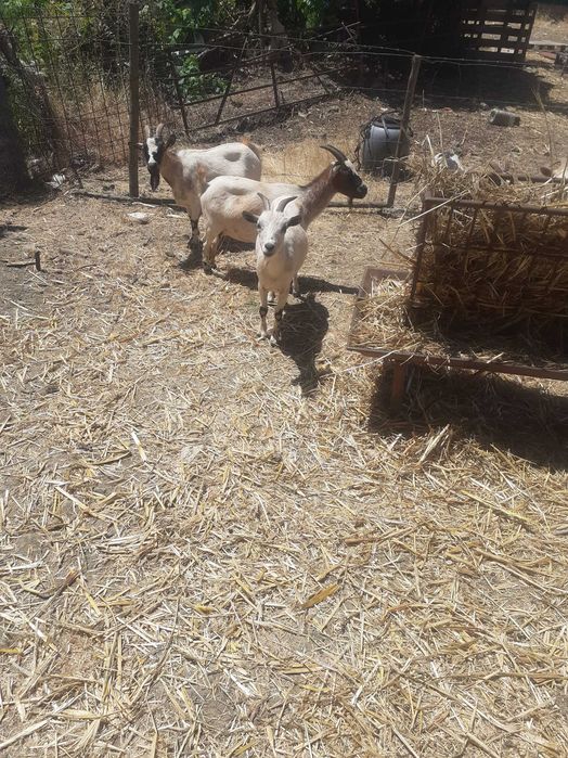 Animais da quinta