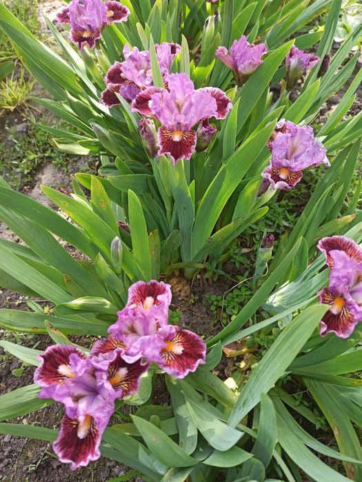 Бордюрні іриси , низькорослі іриси