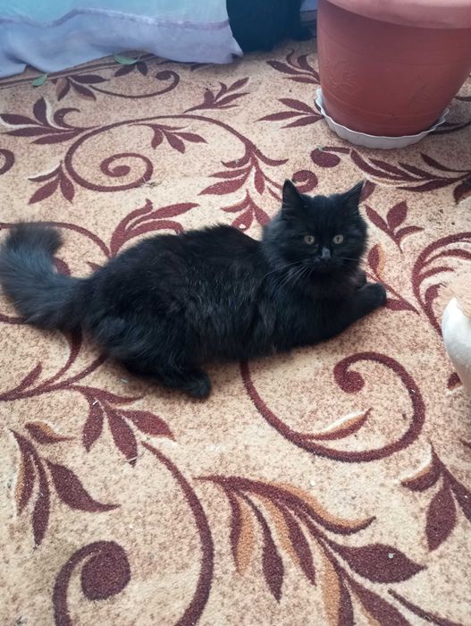 Кошенятко шукає люблячу сім'ю!!!