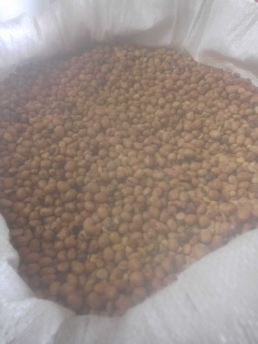 Groch siewny astronauta. Bobik