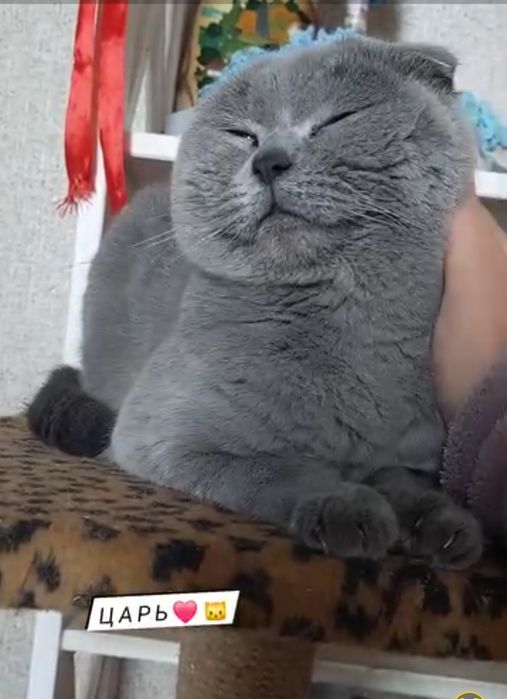 Шотландський  котик  для злучки