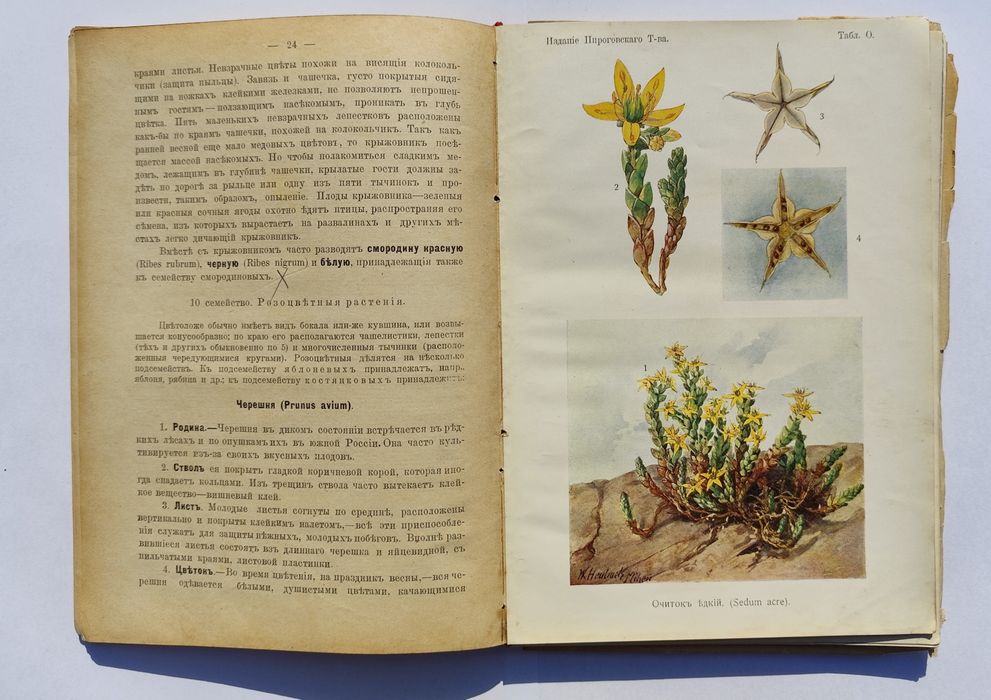 РЕДКОСТЬ! Книга Растения Проф Шмейль 1910 КИЕВ Пироговское общество Ботаника Антиквариат Дореволюционная букинистика ПОЛНЫЙ КОМПЛЕКТ 4 цветные таблицы