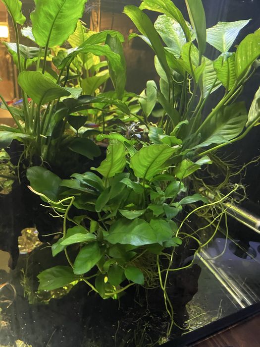 Aquario 120x50x50 vendo ou troco