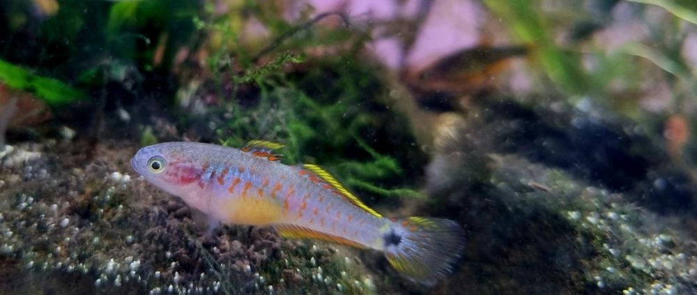 Głowaczyk barwny (tateurndina ocelliacuda)