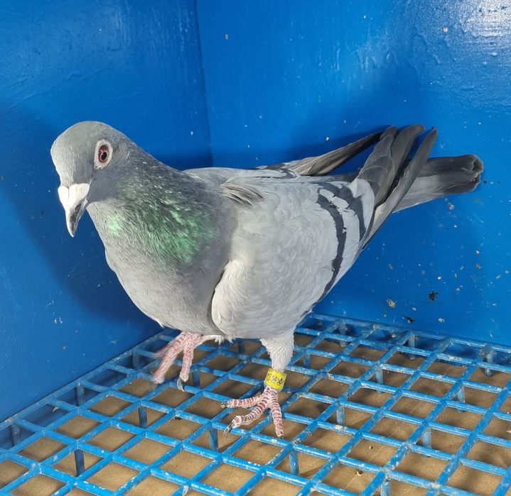 Gołąbek Lotowy Samiczka Syn Olimpijki x Vanvinkel