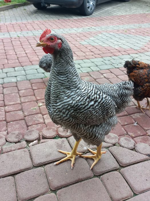 Młode koguty amarock