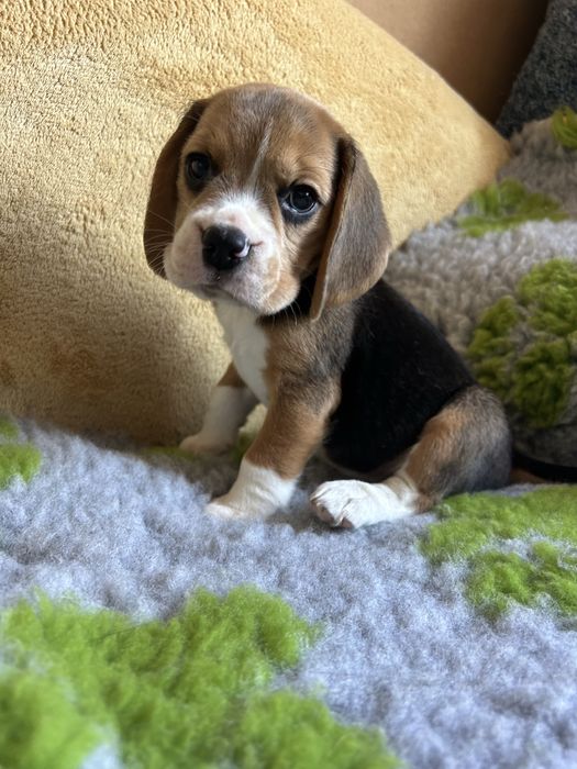 Дівчинка бігля КСУ!!!