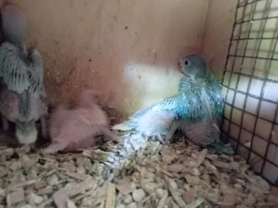 Ring neck bebés para acabar de criar á mão.