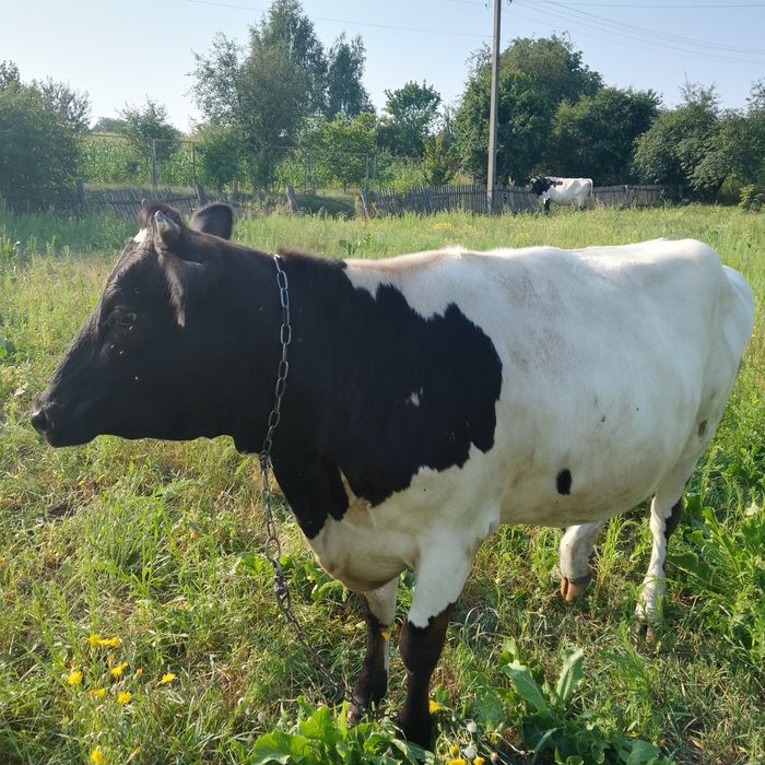 Продам гарну теличку