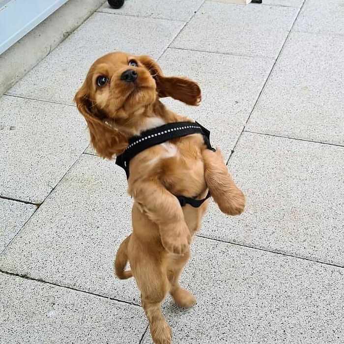 Руда кокер-спаніель — дівчинка з м’яким, ніжним характером