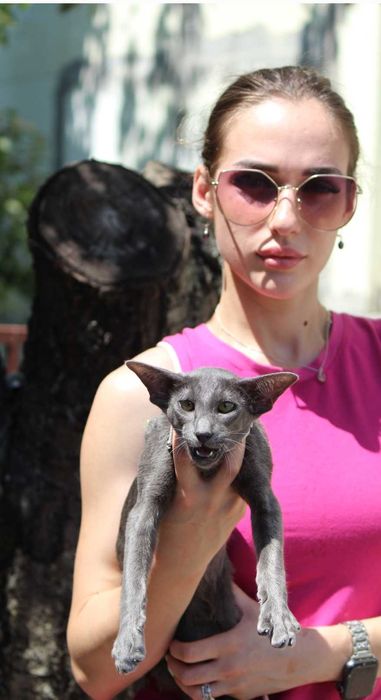 Орієнтальна кішка, блакитна пантера