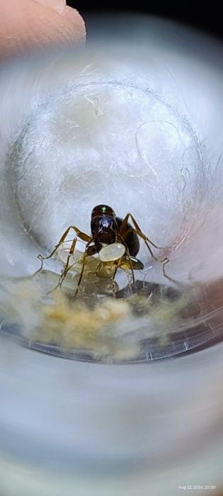 Camponotus sp Wietnam młoda kolonia