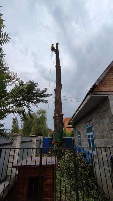 Спил зрізати видалити обрізка обрізати спилить срезать удалить дерево