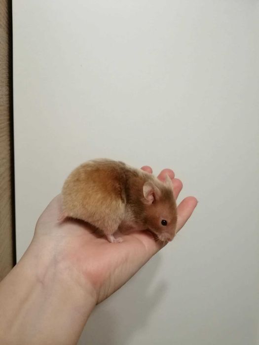 Chomik syryjski długowłosy i krótkowłosy