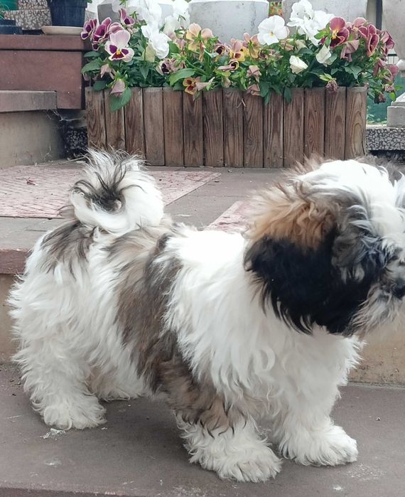 Śliczna suczka  Shih Tzu