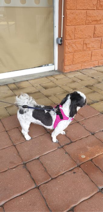 Pet sitting e Dog walking - Oeiras, Amadora e Cascais