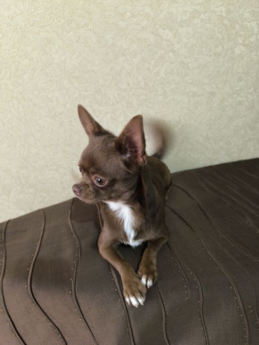 Продажа чихуахуа