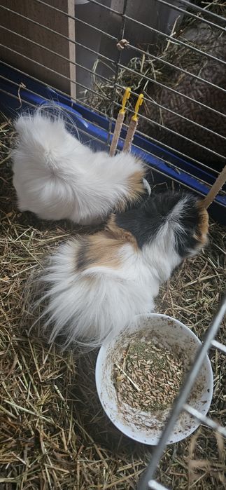 Świnki morskie oddam