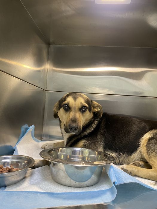 Собачка в добрі руки