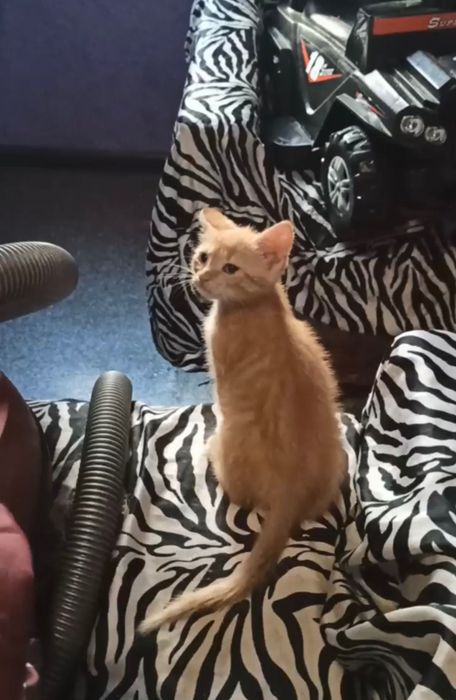 Котята котики отдам рыжий котенок мальчик