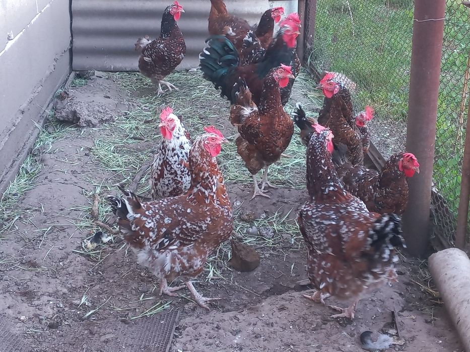 Декоративні кури