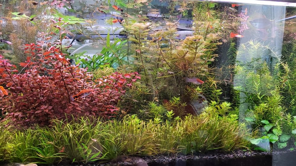Sprzedam roślinki do akwarium wysyłka