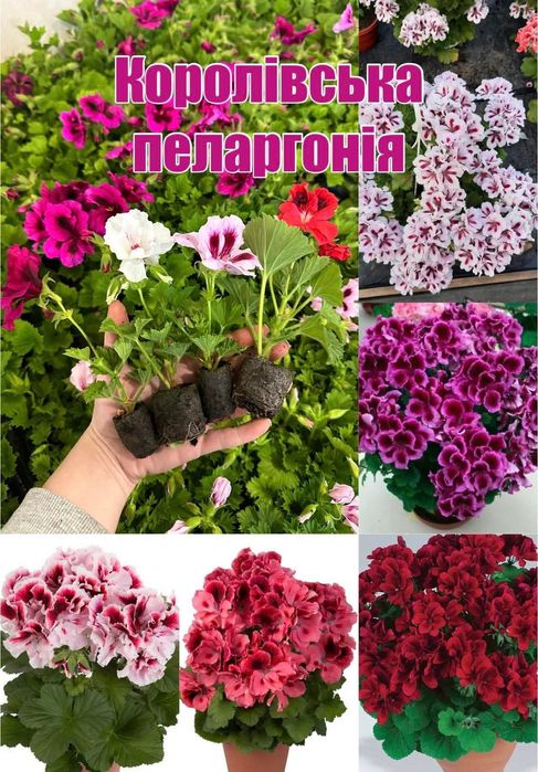 Пеларгонія королівська. Укоріненні черенки.