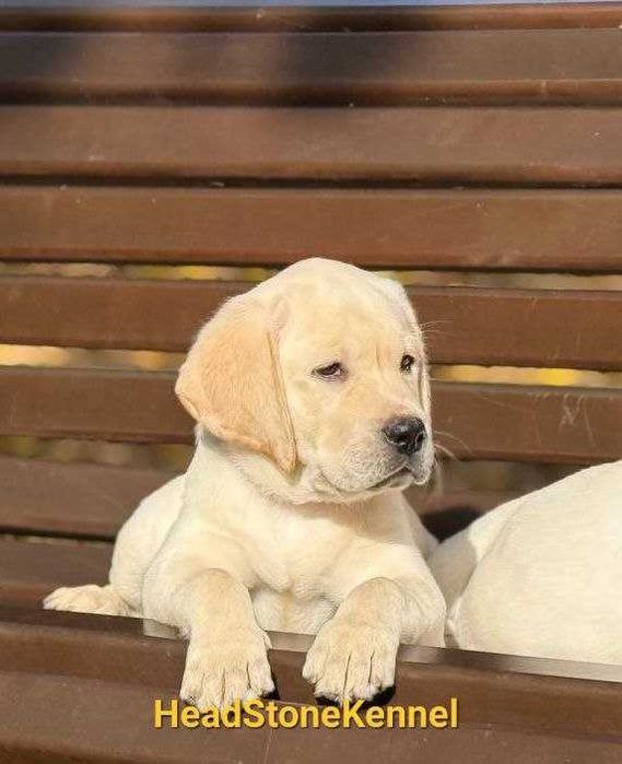 Щенки КСУ Лабрадор ретривер