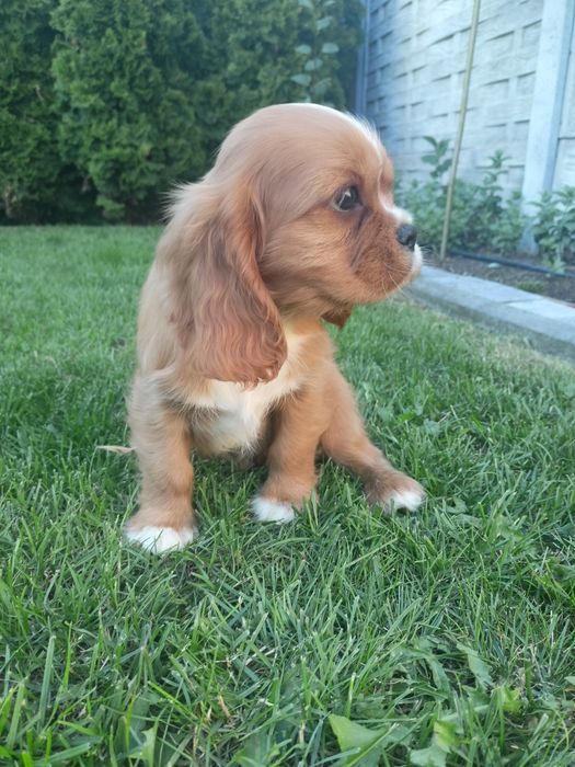 Cavalier King Charles Spaniel - pies !