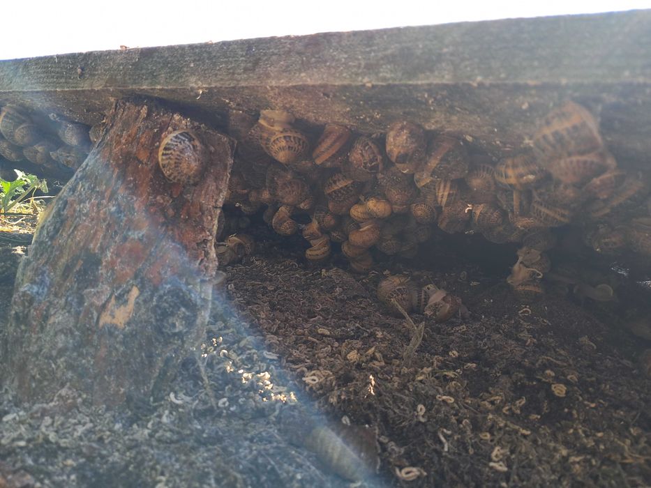 Равлики  мюлєр .