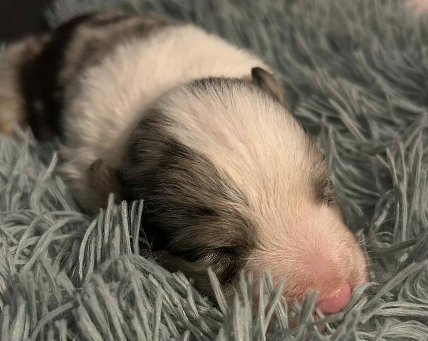 Border Collie suczka ZKwP