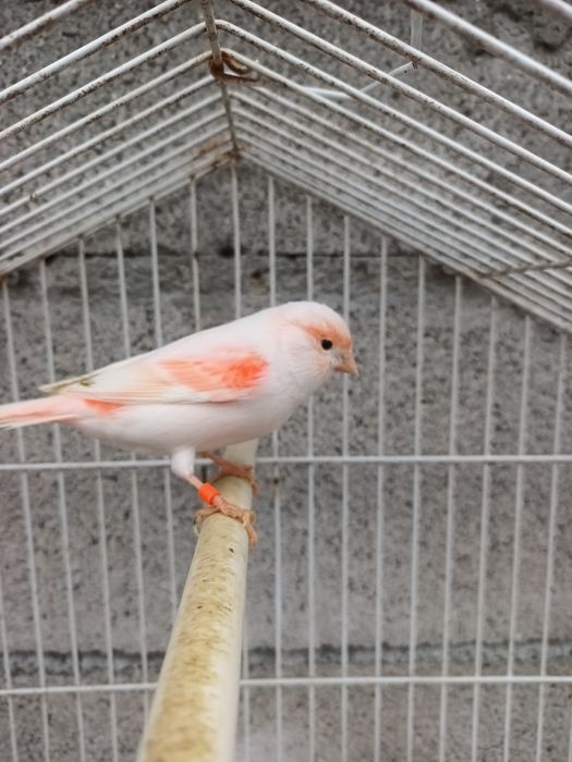 Canários Mosaico Vermelho